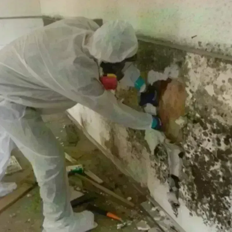 Mold Remediation and Removal in Waterville, MN